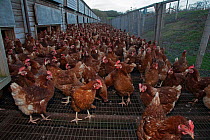 Free range hens (Gallus gallus domesticus) in cage by their shed. Herefordshire, England, UK.