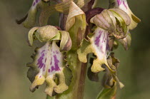 Giant Orchid (Barlia robertiana / Himantoglossum robertianum) Gious Kambos, Spili, Crete, October