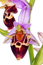 Heldreich's Ophrys (Ophrys heldreichii) in flower, against white background, near Plakias, Crete, May