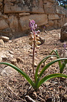 Spreitzthofer's Grape Hyacinth (Muscari spreitzenhoferi) in flower, Crete, April. Endemic.