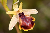 Early Spider Orchid (Ophrys sphegodes ssp cretensis) flower, Festos, Crete, April