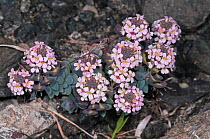 Burnt Candytuft (Aethionema saxatile ssp. creticum) flowering on rocky slope in the mountain zones, Crete, April
