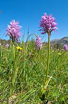 Wavy-leaved monkey orchid (Orchis italica) in flower, Crete, April