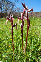 Tongue Orchid (Serapias lingua) in flower, Crete, April