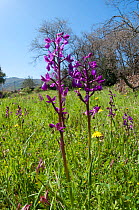 Loose-flowered Orchid (Orchis laxiflora) in flower in grassland, near Kissos Kambos, Crete, April