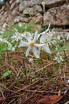 Late narcissus (Narcissus serotinus) in flower, Italy, September