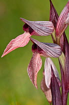Tongue Orchid (Serapias lingua) in flower, Crete, April