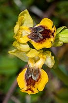 Phrygana Ophrys (Ophrys phrygana) in flower, Festos, Crete, April