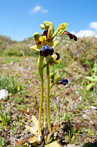 Iris Ophrys (Ophrys iricolor) in flower, a widespread  orchid of the eastern Mediterranean. Gious Kambos, near Spili, Crete, April