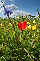 Wildflowers, from left to right Barbary nut (Gynandriris sisyrinchium) Scarlet Tulip (Tulipa doerfleri) and Buttercup oxalis (Oxalis pes-caprae)  Gious Kambos, Crete, April