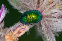 Leaf Beetle (Cryptocephalus hypochaerides) highly metallic beetle often on flower heads. Garagano, Puglia, Italy, May