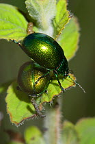 Leaf Beetle (Cryptocephalus hypochaerides) highly metallic beetles on leaves, Garagano, Puglia, Italy, May