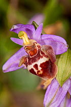 Candia's Ophrys (Ophrys candica / holoserica ssp candica / fuciflora ssp candica) in flower, near Plakias, Crete, April