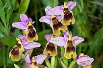 Sawfly orchid (Ophrys tenthredinifera) in flower, Gious Kambos, near Spili, Crete, April