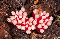 Cytinus (Cytinus hypocistus) in flower, a species parasitic on the roots of various Cistus species. Akrotiri, Chania, Crete, April