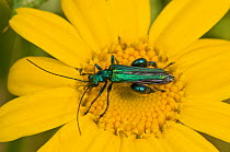 Thick-legged flower beetle (Oedemera nobilis) Orvieto, Italy, May