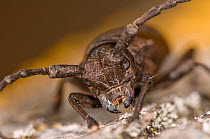 Longhorn beetle (Morimus funereus) portrait, Orvieto, Italy, May