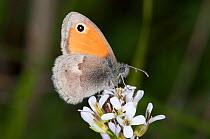 Small Heath butterfly (Coenonympha pamphilus) on flowers, Podere Montecuccco, near Orvieot, Umbria, Italy, May