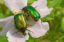 Rose Chafer beetle (Cetonia aurata) feeding on rose flower pollen, Torrealfina, Orvieto, Italy, May