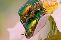 Rose Chafer beetles (Cetonia aurata) mating on rose flower, Torrealfina, Orvieto, Italy, May