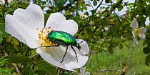 Rose Chafer beetle (Cetonia aurata) on rose flower, Torrealfina, Orvieto, Italy, May