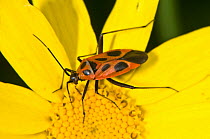 Mirid Bug (Calocoris nemoralis f.hispanica) on flower, Orvieto, Umbria, Italy, May