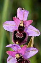 Ophrys orchid hybrid (Ophrys bertolonii x O. tenthredinifera) Italy, May