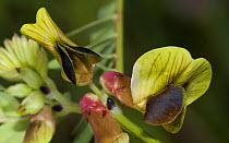 Black-eyed vetch (Vicia melanops) in flower, near San Gionani Rotondo, Gargano, Italy, May