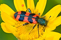 Checkered beetel (Trichodes alvearius) a colourful soldier beetle, Orvieto, Italy, May