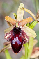 Promontory Orchid (Ophrys promontori) in flower, near Mount St Angelo, Gargano, Puglia, Italy, May