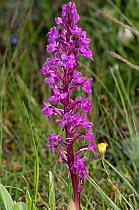 Four-spotted orchid (Orchis quadripunctata) near Monte St Angelo, Gargano, Puglia, Italy, May