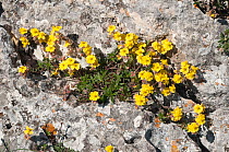 Hoary Rockrose (Hypericum canum) in flower, crack in rock, near Mount St. Angelo, Gargano, Puglia. Italy, May