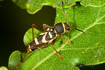 Wasp Beetle (Clytus arietus) a wasp mimic found on tree trunks in sunny places, in garden, near Orvieto, Italy, May