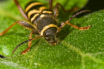 Wasp Beetle (Clytus arietus) a wasp mimic found on tree trunks in sunny places, on oak leaf, in garden, near Orvieto, Italy, May