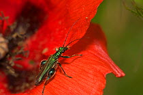 Thick-legged flower beetle (Oedemera nobilis) male, Orvieto, Italy, May