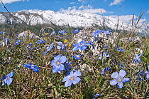 Perennial Flax (Linum narbonsense ) in flower, Gran Sasso, Appennines, Abruzzo, Italy, May
