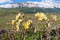 Eugenia's Violet (Viola eugeniaea) in flower,  yellow form Campo Imperatore, Gran Sasso, Appennines, Abruzzo, Italy, May