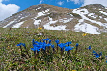 Spring Gentian (Gentiana verna) in flower with snow on mountains in background, Gran Sasso, Appennines, Abruzzo, Italy, June