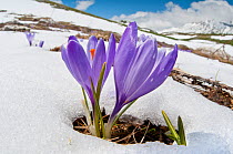 Spring Crocus (Crocus vernus) in flower in snow,  Campo Imperatore, Gran Sasso, Appennines, Abruzzo, Italy, May