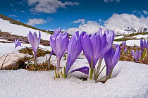 Spring Crocus (Crocus vernus) in flower in snow, Campo Imperatore,Gran Sasso, Appennines, Abruzzo, Italy, June.
