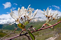 Amelanchier (Amelanchier ovalis) in flower, Gran Sasso, Appennines, Abruzzo, Italy, May