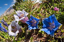 Appennine Trumpet Gentian (Gentiana dinarica) in flower, Mount Vettore, Sibillini, Appennines, Le Marche, Italy, June