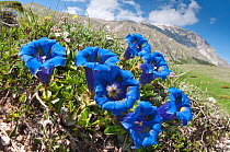 Appennine Trumpet Gentian (Gentiana dinarica) in flower, Mount Vettore, Sibillini, Appennines, Le Marche, Italy, May.