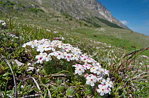 Rock Jasmine (Androsace villosa) in flower, Mount Vettore, Sibillini, Appennines, Le Marche, Italy, May