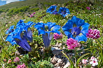 Appennine Trumpet Gentian (Gentiana dinarica) in flower, Mount Vettore, Sibillini, Appennines, Le Marche, Italy, May