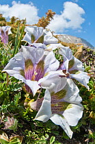 Appennine Trumpet Gentian (Gentiana dinarica) in flower, white form, Mount Vettore,Sibillini, Appennines, Le Marche, Italy, May