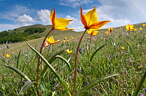 Yellow tulip (Tulipa australis) in flower, above Piano Grande, Sibillini, Appennines, Umbria, Italy, May