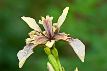 Stinking Iris/Gladdon (Iris foetidissima) in flower, Sugano, near Orvieto, Umbria, Italy, May