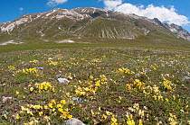 Eugenia's Violet (Viola eugeniaea) yellow form in flower, Campo Imperatore, Gran Sasso, Appennines, Abruzzo, Italy, May 2011