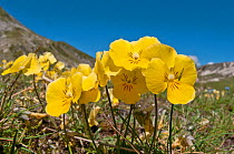 Eugenia's Violet (Viola eugeniaea) yellow form in flower, Campo Imperatore, Gran Sasso, Appennines, Abruzzo, Italy, May